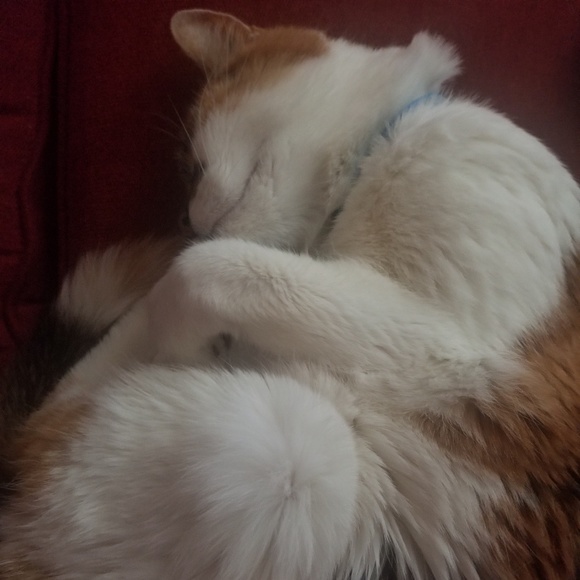 Inspiration......Ideas......Hyacinth - Picture 5 of 6